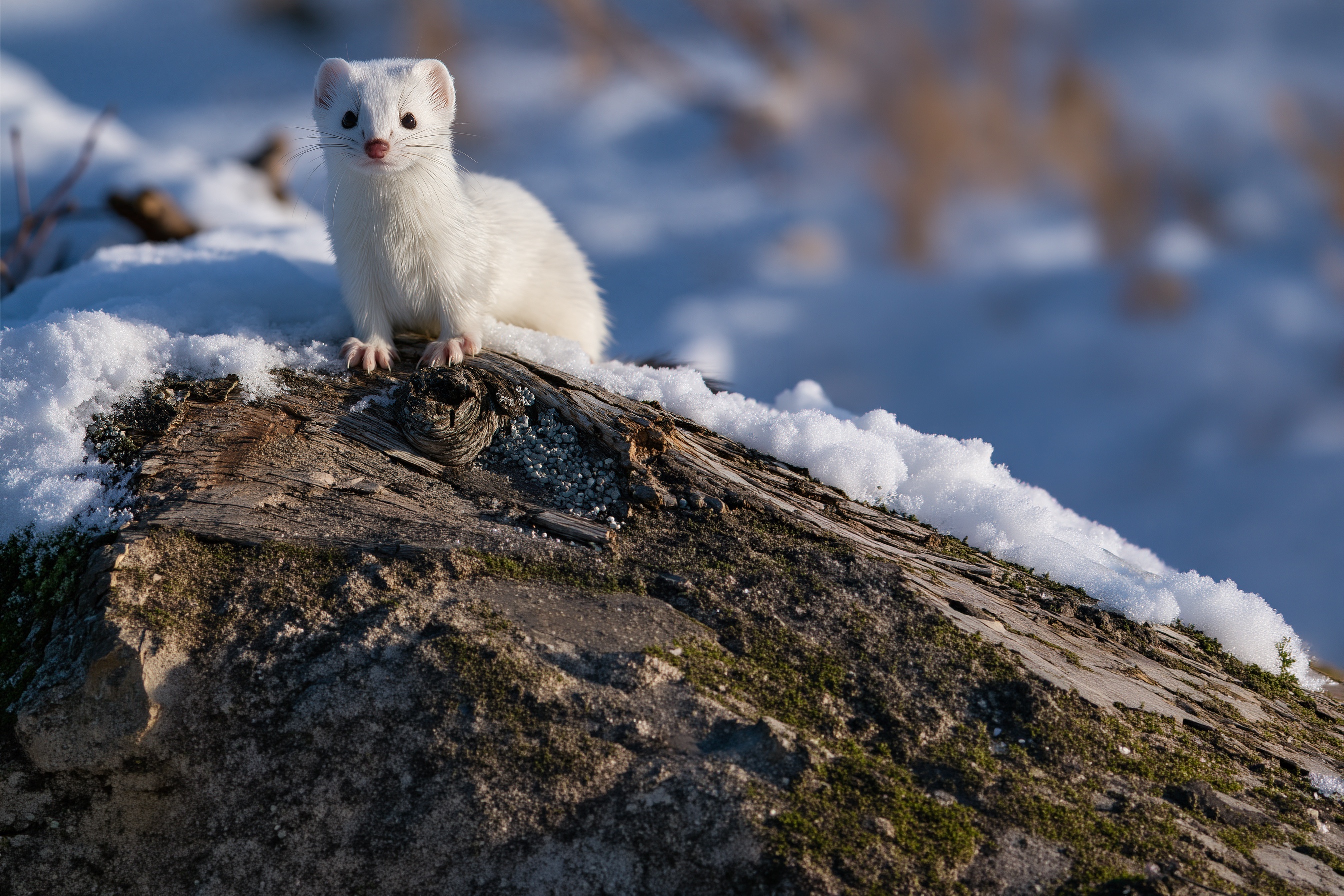 A weasel on a log in the snow